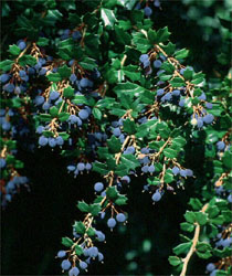 Berberis darwinii