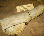 A plesiosaur bone found in Swindon's Portland beds in Okus Quarry.