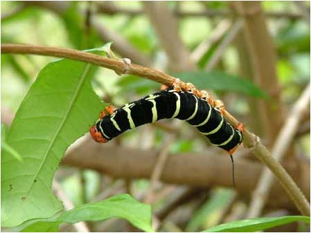 Caterpillar