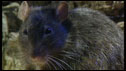 rats