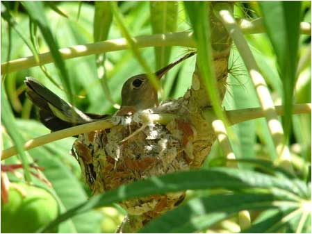 Bird