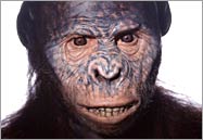 Lucy (Australopithecus afarensis)