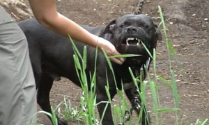 Still from tonight's Spotlight expose on the brutal and secretive world of illegal dog fighting