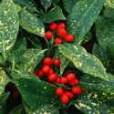 Aucuba japonica 'Crotonifolia', Spotted laurel