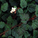 Rubus tricolor, Rubus