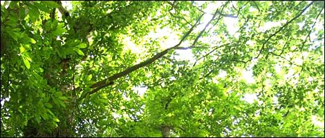 Wiltshire's Ancient Trees