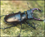 Stag beetle