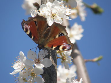 butterfly in bloom