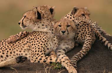 Kike and her three cubs lying on a mound Group of cheetahs on a mound