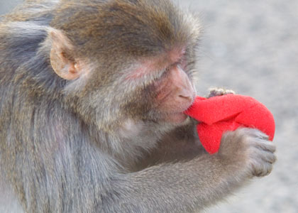 Rallyoke - we meet some cheeky monkeys