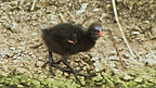 Adaptation of the Moorhen