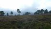 Heather covered site of grouse lek