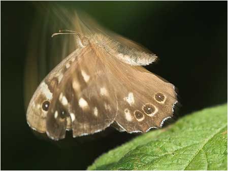 Moth