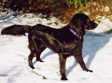 Flynn, the flat-coated retriever is puzzled by the snow!