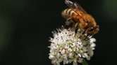 Macro wasp