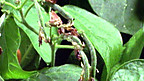 Runner Beans
