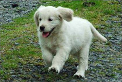 Puppy Libby