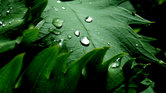 Dew