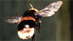 Flight of the bumblebee by Sel Felin