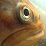 Activities (Image: Fish)