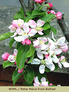 Crab Apple blossom