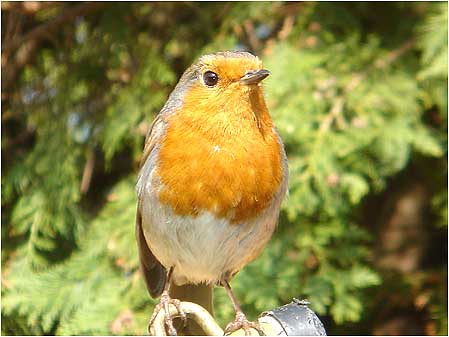 Robin