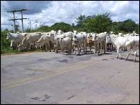 Vacas na Amazônia