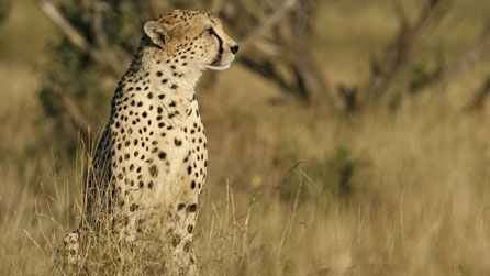 Africa on BBC One