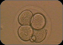 Embryo