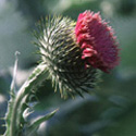 Onopordum acanthium, Cotton thistle