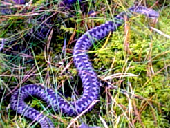 Adder