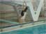 young diver