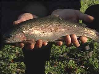 Trout