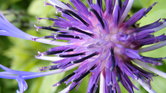 Purple bee flower...