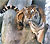 Dad's Tiger