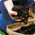 leaf mould