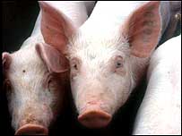 Pigs