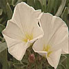 Silverbush