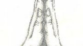 Praying Hands... Praying Hands...