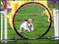Cyril The Squirrel Terrier Racing