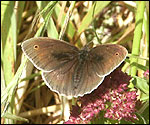 Meadow Brown Butterfly (male)