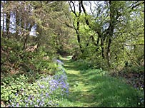 A path on the walk
