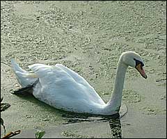 A swan on the canal