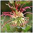 McCutcheon's Grevillea c/o National Botanic Garden of Wales