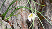 A snowdon lily by Barbara Jones of the Countryside Council for Wales