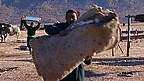 Darhad Migration