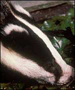 A badger drinking at Church Farm