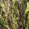 Corylus avellana ‘Contorta’, Corkscrew hazel
