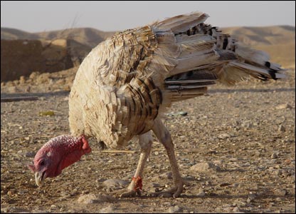 بوقلمون کردی