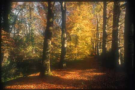Moyola woods in Autumn